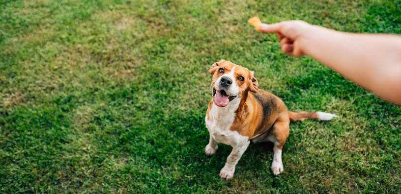 Benefits of Prebiotics, Probiotics, and Postbiotics for Dogs