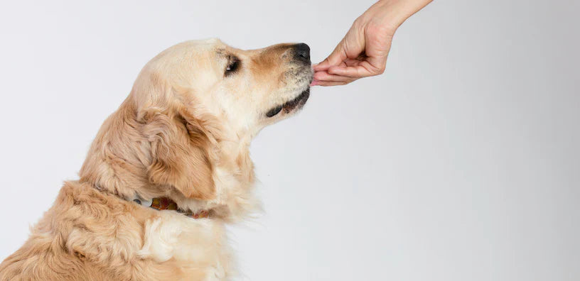 Les 5 avantages d’une multivitamine quotidienne pour votre chien