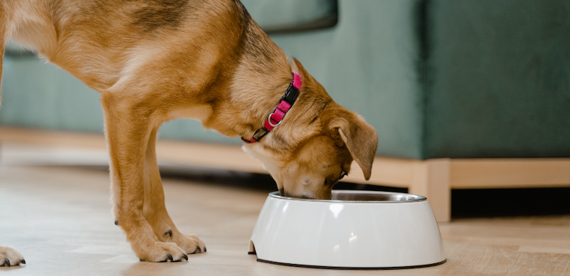 Derrière les démangeaisons : guide de PupGrade pour identifier les allergies alimentaires chez votre chien
