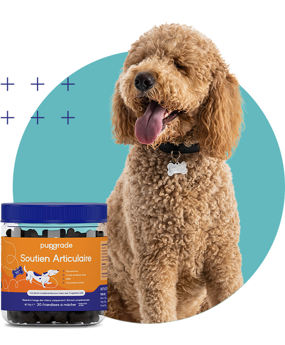 Dog with Joint Support Jar