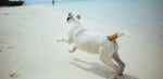Un chien de type Jack Russell Terrier avec des marques brunes qui court sur une plage, vu de derrière.