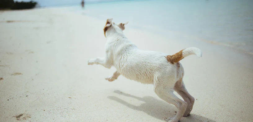 Un chien de type Jack Russell Terrier avec des marques brunes qui court sur une plage, vu de derrière.
