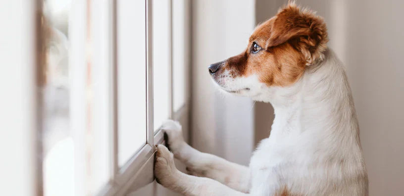 Un chien au pelage court blanc et brun regarde par la fenêtre, posant ses pattes sur le rebord.