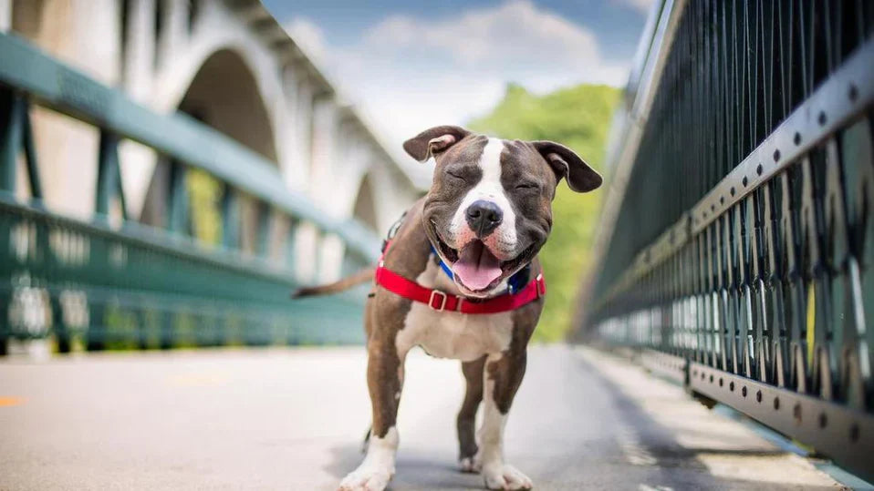 Un chien marron et blanc se tient sur un pont, équipé d’un harnais rouge, la langue tirée et les yeux plissés en guise de sourire.