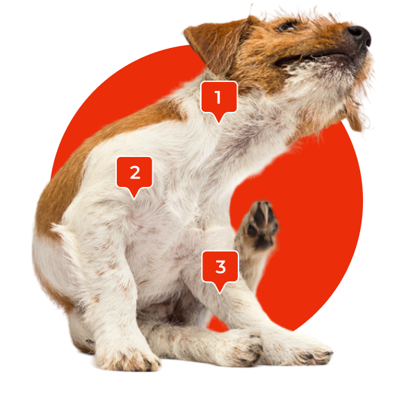 Unhealthy dog