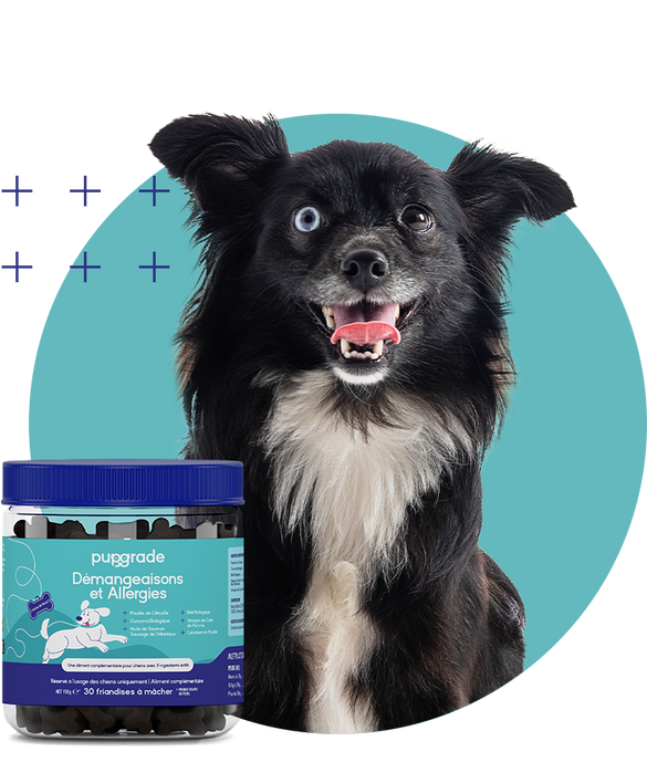 Dog with Itch & Allergy Jar