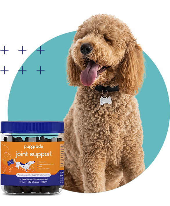 Dog with a Joint Support Jar